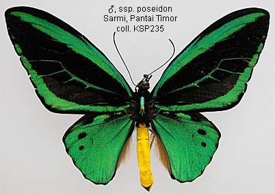 Papua Insects Foundation (Lepidoptera/Papilionidae/Ornithoptera priamus)